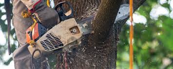 Reliable Sacramento, CA Tree Services Solutions